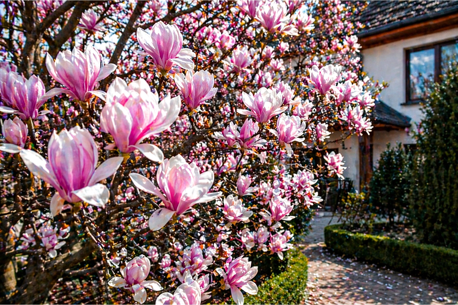 Магнолия – отглеждане и грижи за красиво декоративно дърво