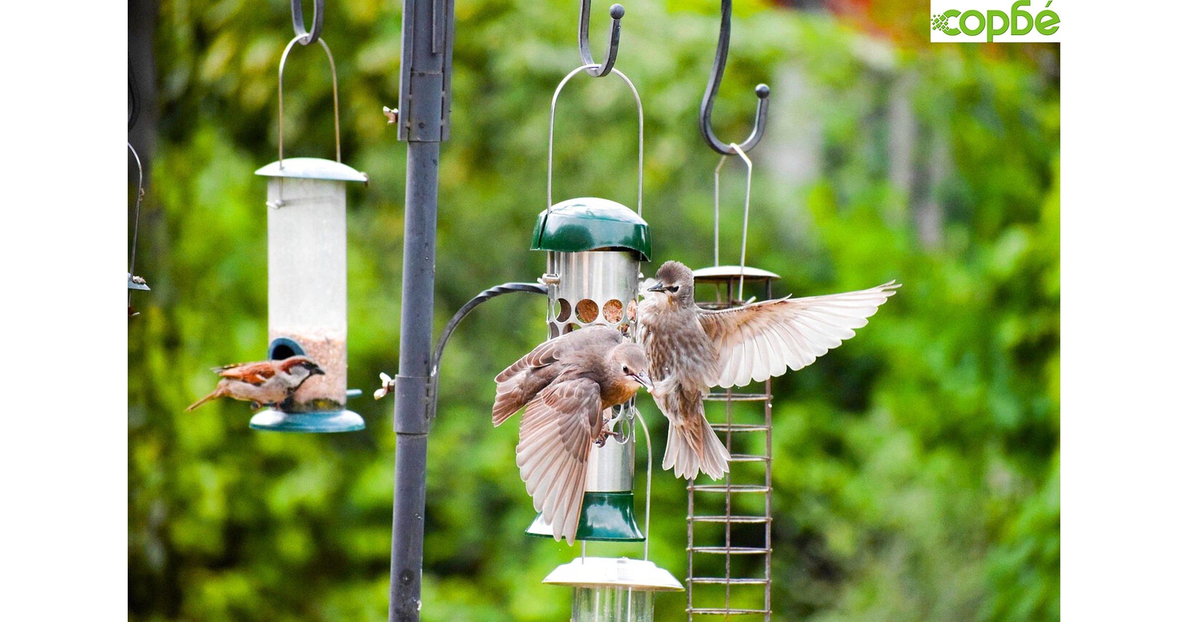 Хранене на птици през зимния сезон - избор на хранилка за птици