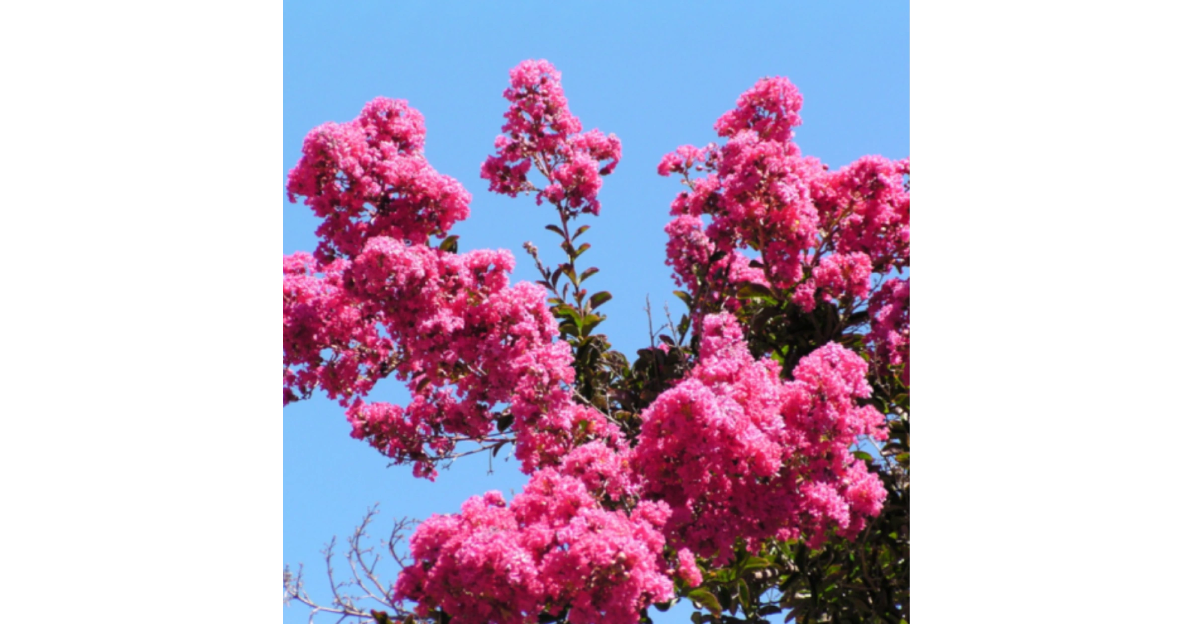 Индийски люляк