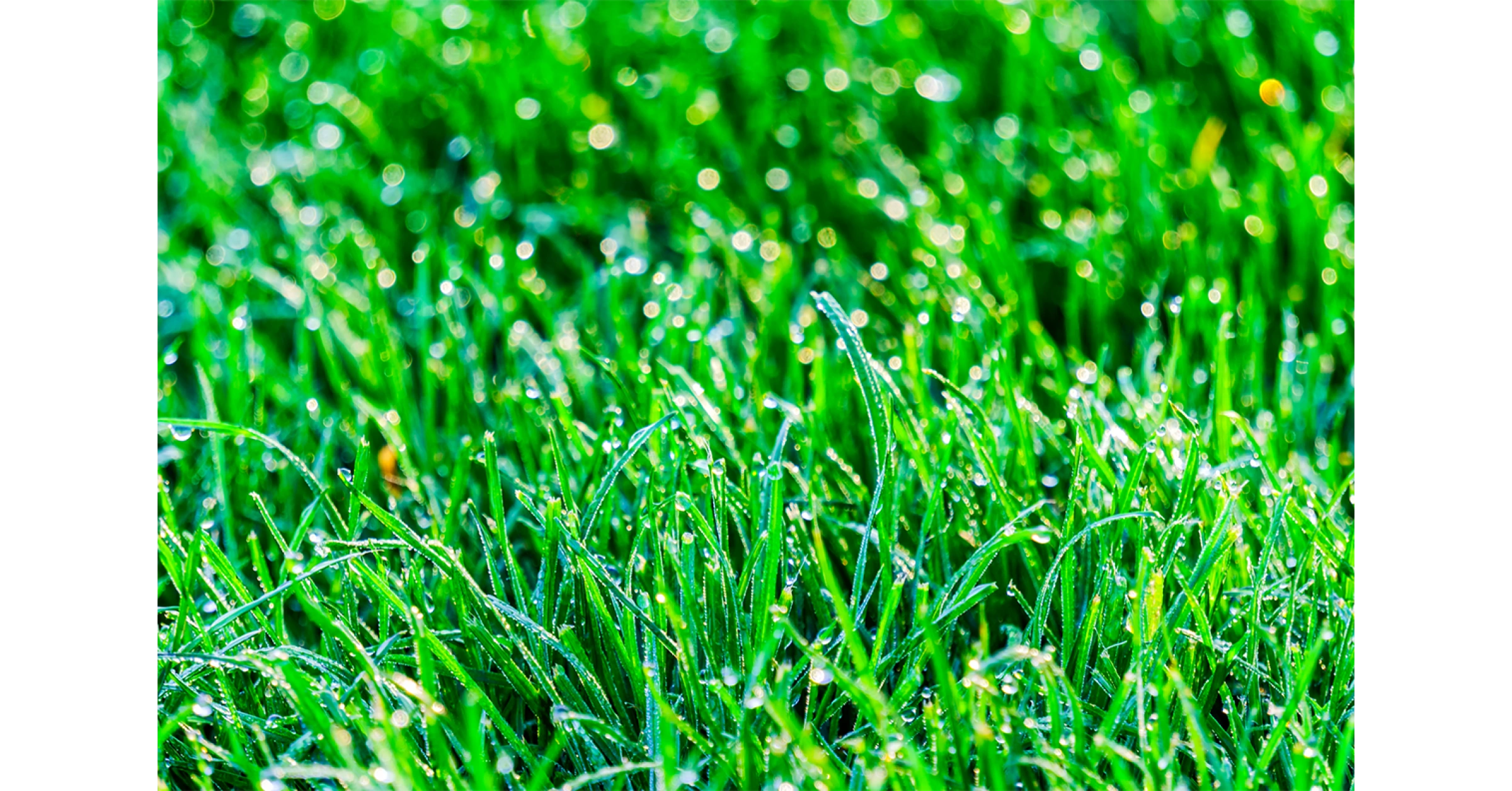 Как се сее райграс?