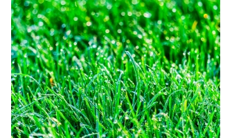 Как се сее райграс?