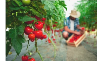 С какво да подсилим разсад домати: Практични съвети за здрави и продуктивни растения