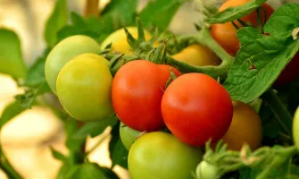 Отглеждане на домати - своя собствена питателна храна у дома