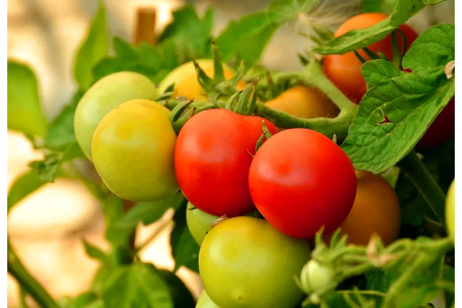 Отглеждане на домати - своя собствена питателна храна у дома