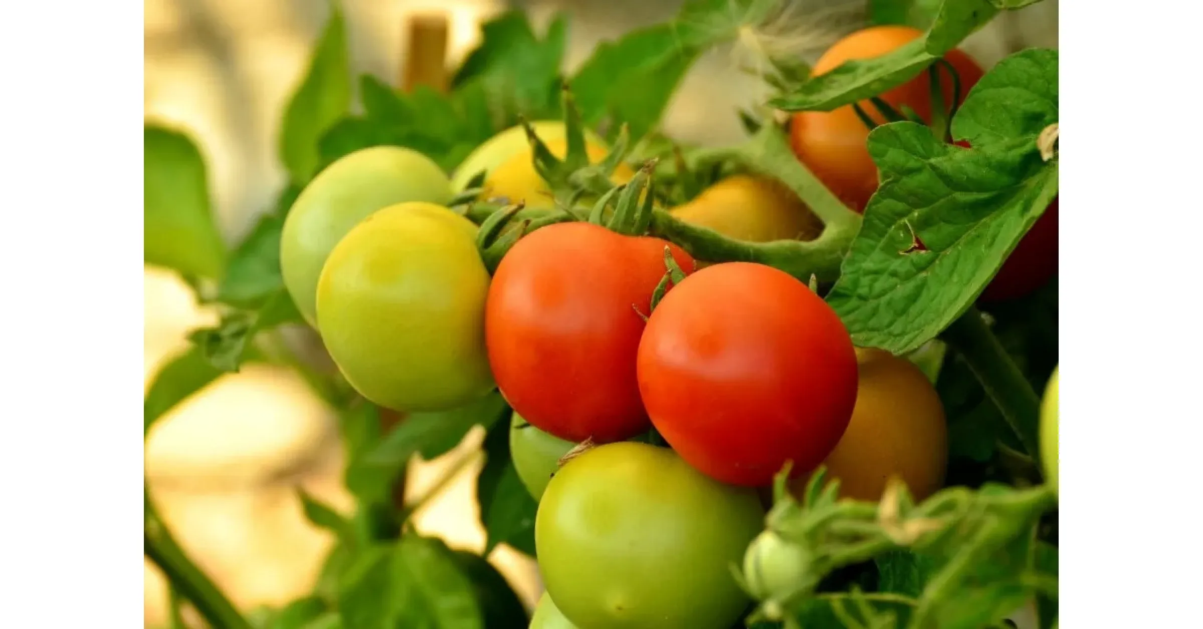 Отглеждане на домати - своя собствена питателна храна у дома