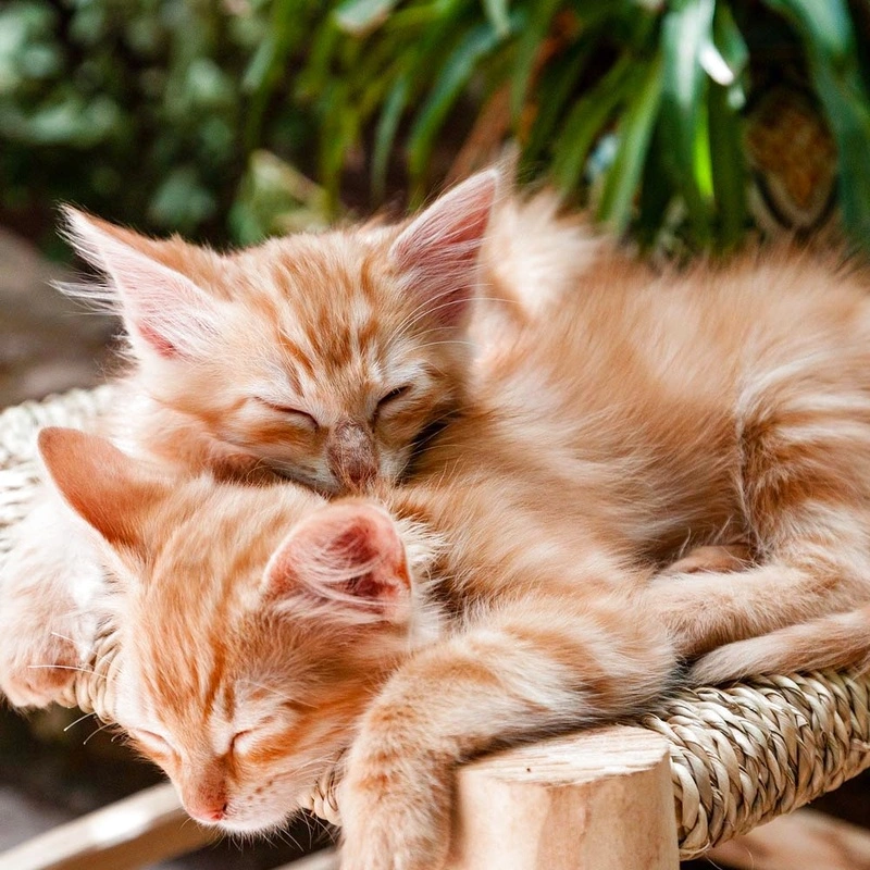 Котки