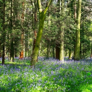 10 ml Bluebell woods Парфюмно масло
