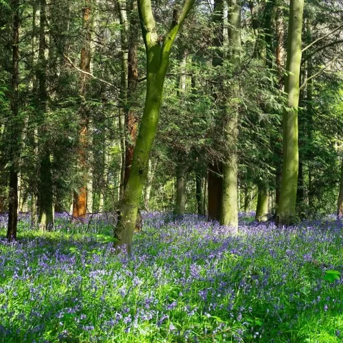 10 ml Bluebell woods Парфюмно масло ➤ топ цена ➤ sorbe.bg