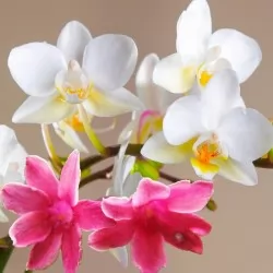 10 ml Розов жасмин и орхидея Парфюмно масло