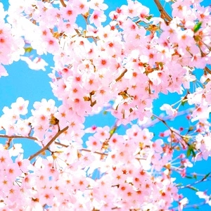 10 ml Свежа пролет Парфюмно масло 