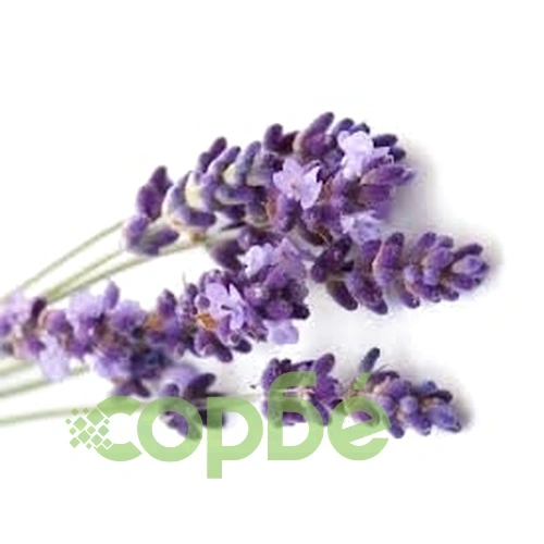 Lavender - Blue -EO Soap Loaf ➤ топ цена ➤ sorbe.bg