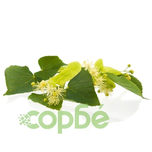 Tea Tree - Green -EO Soap Loaf на топ цена от sorbe.bg Tea Tree - Green -EO Soap Loaf ➤ топ цена ➤ sorbe.bg