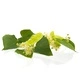 Tea Tree - Green -EO Soap Loaf Tea Tree - Green -EO Soap Loaf