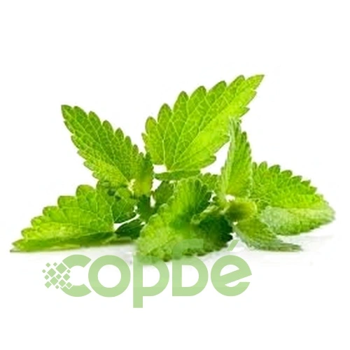 Peppermint - Tint Green -EO Soap Loaf ➤ топ цена ➤ sorbe.bg