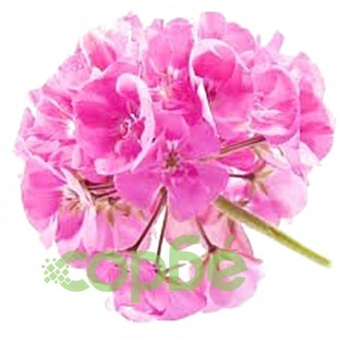 Geranium  - Purple -EO Soap Loaf ➤ топ цена ➤ sorbe.bg