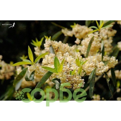 May Chang - Orange -EO Soap Loaf ➤ топ цена ➤ sorbe.bg