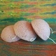 Konjac Sponge - Rose