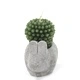 Cactus Candles - Animal Pot (asst) Display