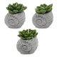 Cactus Candles - Shell Pot (asst) Display Cactus Candles - Shell Pot (asst) Display