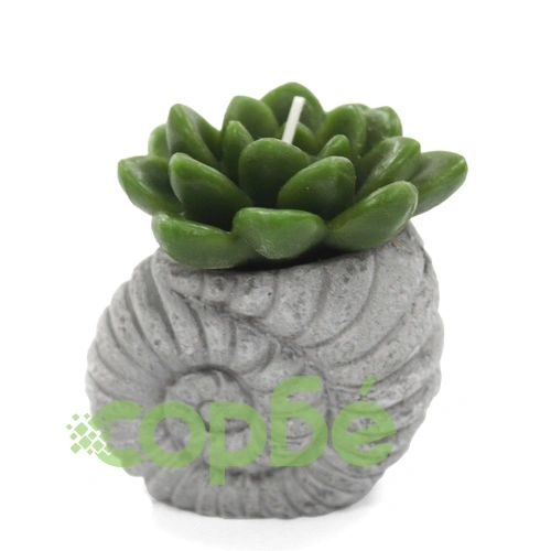 Cactus Candles - Shell Pot (asst) Display на топ цена от sorbe.bg Cactus Candles - Shell Pot (asst) Display ➤ топ цена ➤ sorbe.bg