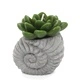 Cactus Candles - Shell Pot (asst) Display Cactus Candles - Shell Pot (asst) Display