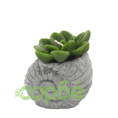 Cactus Candles - Shell Pot (asst) Display на топ цена от sorbe.bg Cactus Candles - Shell Pot (asst) Display ➤ топ цена ➤ sorbe.bg