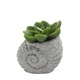 Cactus Candles - Shell Pot (asst) Display Cactus Candles - Shell Pot (asst) Display