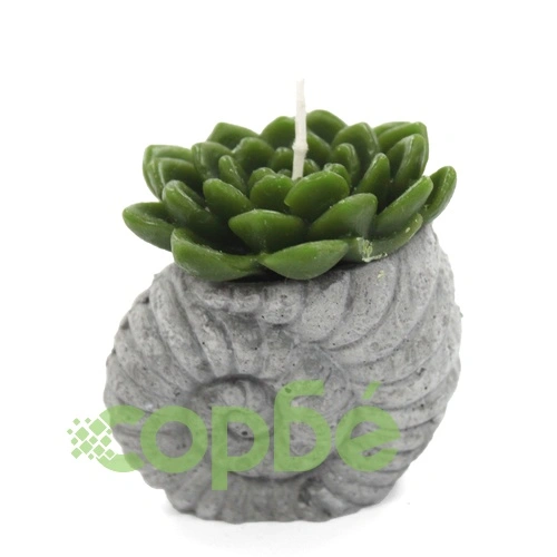 Cactus Candles - Shell Pot (asst) Display на топ цена от sorbe.bg Cactus Candles - Shell Pot (asst) Display ➤ топ цена ➤ sorbe.bg
