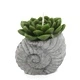 Cactus Candles - Shell Pot (asst) Display Cactus Candles - Shell Pot (asst) Display