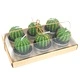 Set of 6 Barrel Cactus Tealights in Gift Box