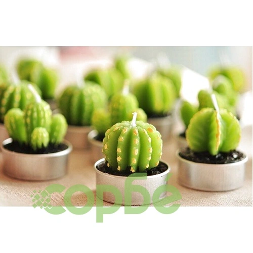 Set of 6 Agave Cactus Tealights in Gift Box ➤ топ цена ➤ sorbe.bg