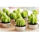 Set of 6 Agave Cactus Tealights in Gift Box