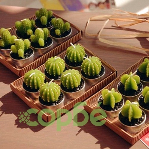 Set of 6 Agave Cactus Tealights in Gift Box ➤ топ цена ➤ sorbe.bg