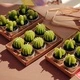 Set of 6 Agave Cactus Tealights in Gift Box