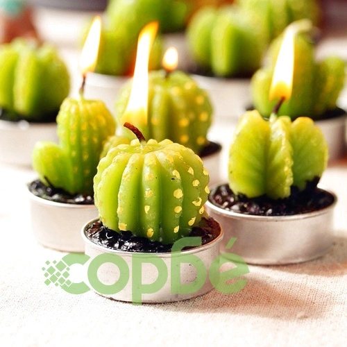 Set of 6 Agave Cactus Tealights in Gift Box ➤ топ цена ➤ sorbe.bg