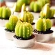 Set of 6 Agave Cactus Tealights in Gift Box