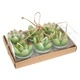 Set of 6 Succulent Cactus Tealights in Gift Box
