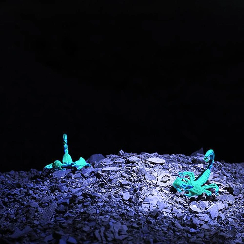 Плосък EDC фенер Olight Arkfeld 1000 лумена - с бяла и UV светлина ➤ топ цена ➤ sorbe.bg