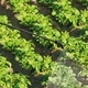 Пръскачка 12 литра MATABI SUPER GREEN 12