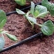 Тръба с капкообразуватели 4-6мм. 1.2л.ч 15м Claber