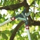 Ножица за клони с наковалня Power Cut RS 800V
