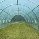 Оранжерия Tunnel Pro с 2 врати 8х3х2.5м с армиран найлон (24 кв.м.)