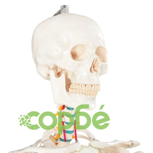 Учебен модел анатомичен скелет с плакат 181 см ➤ топ цена ➤ sorbe.bg