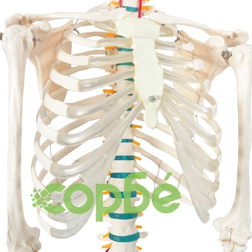 Учебен модел анатомичен скелет с плакат 181 см ➤ топ цена ➤ sorbe.bg