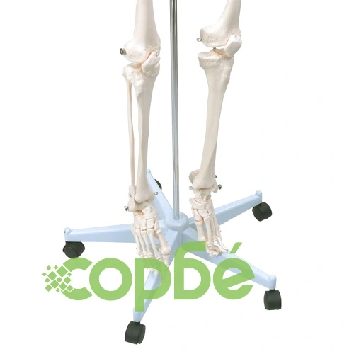 Учебен модел анатомичен скелет с плакат 181 см ➤ топ цена ➤ sorbe.bg