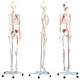 Учебен модел анатомичен скелет с плакат 181 см
