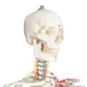 Учебен модел анатомичен скелет с плакат 181 см