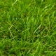 Изкуствена трева, 1,33x10 м/40 мм, зелена