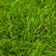 Изкуствена трева, 1,5x8 м/40 мм, зелена