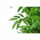 Бамбукови растения с изкуствени листа за декорация, 2 бр от 190 см